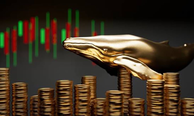 Altcoins in the Spotlight of Whales