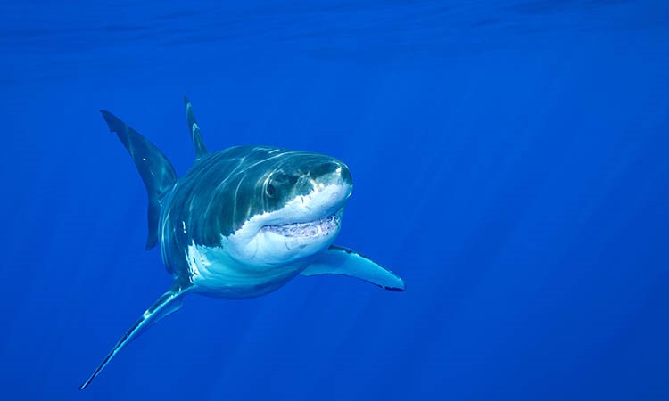 Crypto Whales Accumulate Toncoin