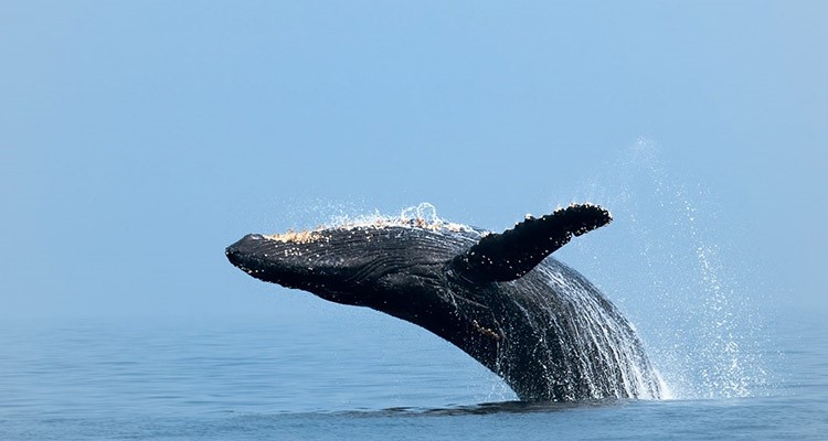 Awakening of Crypto Whales