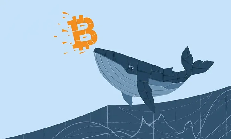 Whales Move the Market Again