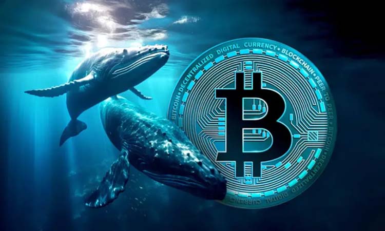 Whales Accumulate BTC Ahead of Summit