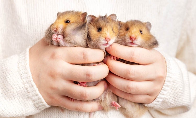 Russian Businessman Behind Hamster Kombat Game