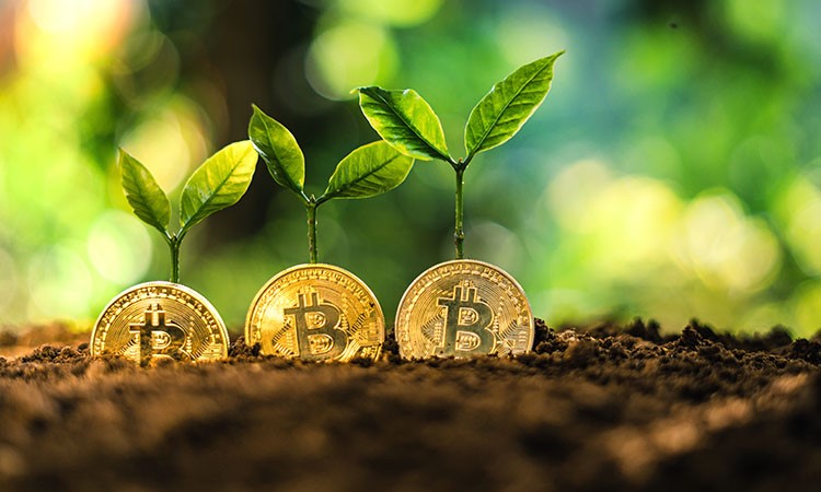 Spot Bitcoin ETFs See Significant Inflows