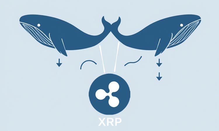 Whales Put Pressure on XRP