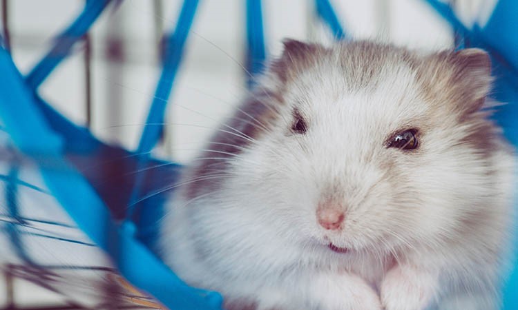 Suspicious Whitepaper of Hamster Kombat